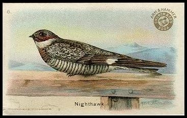 6 Nighthawk